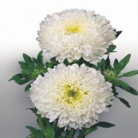 Matador White